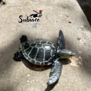 Tortugas.