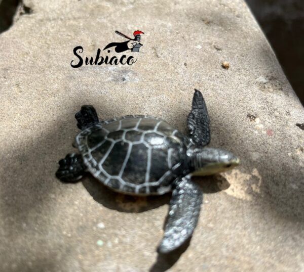 Tortugas.